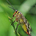 Schnabelfliege ( Mecoptera )