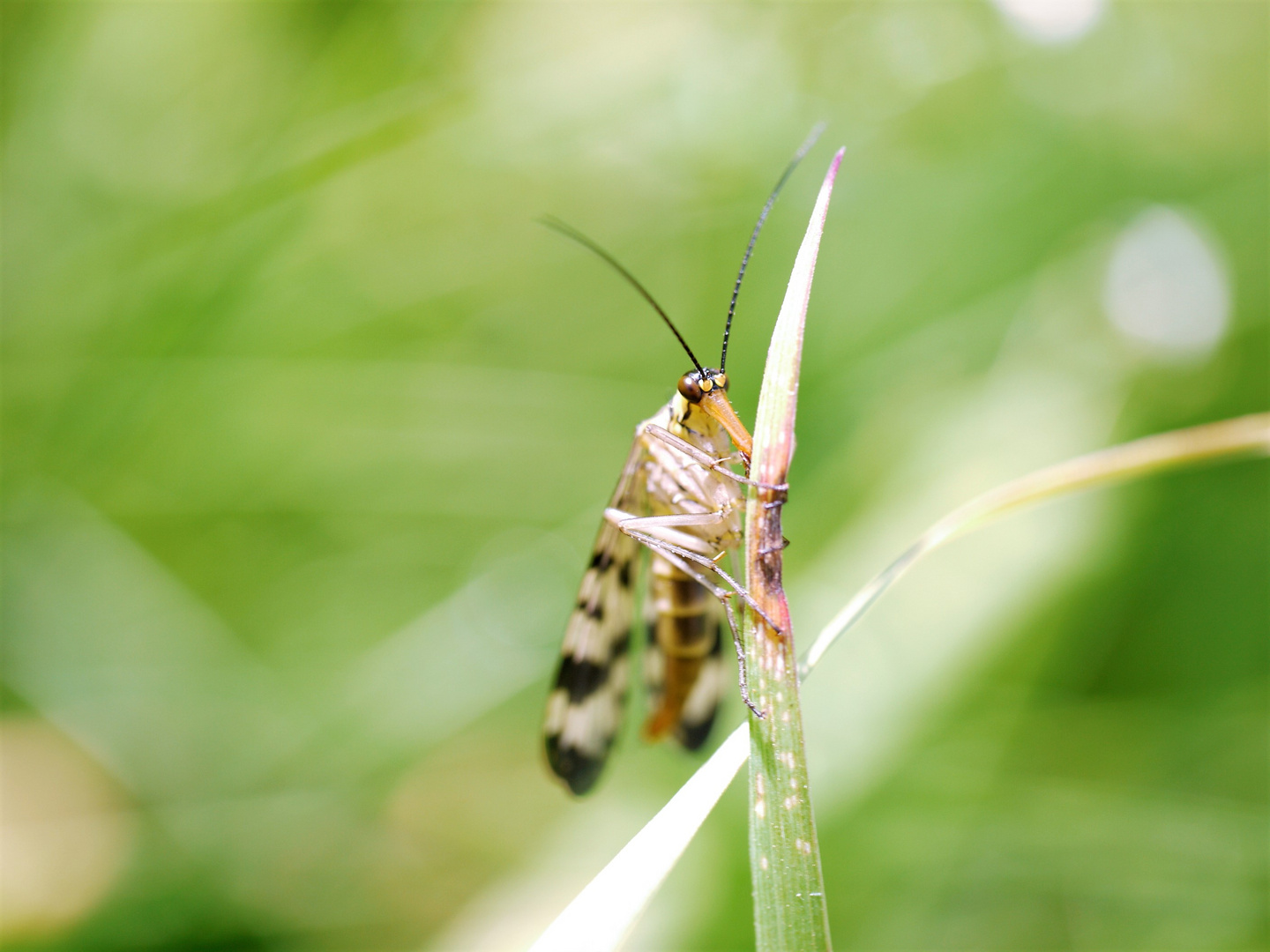 Schnabelfliege (Mecoptera)