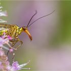 Schnabelfliege (Mecoptera)