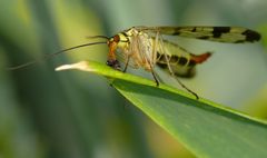 Schnabelfliege - Skorpionsfliege beim Fressen