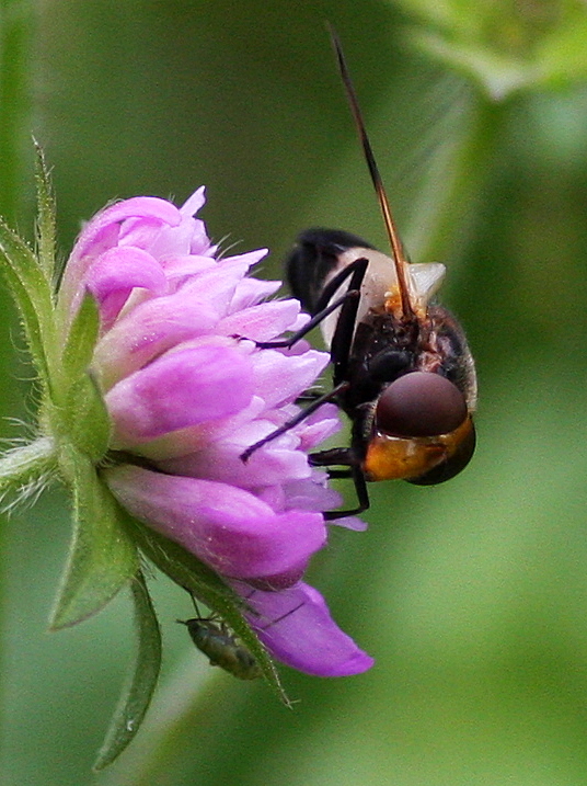 Schnabelschwebfliege ...