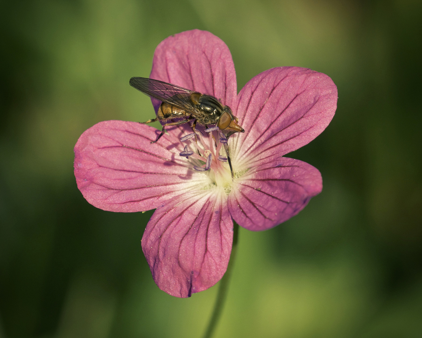 Schnabelschwebfliege