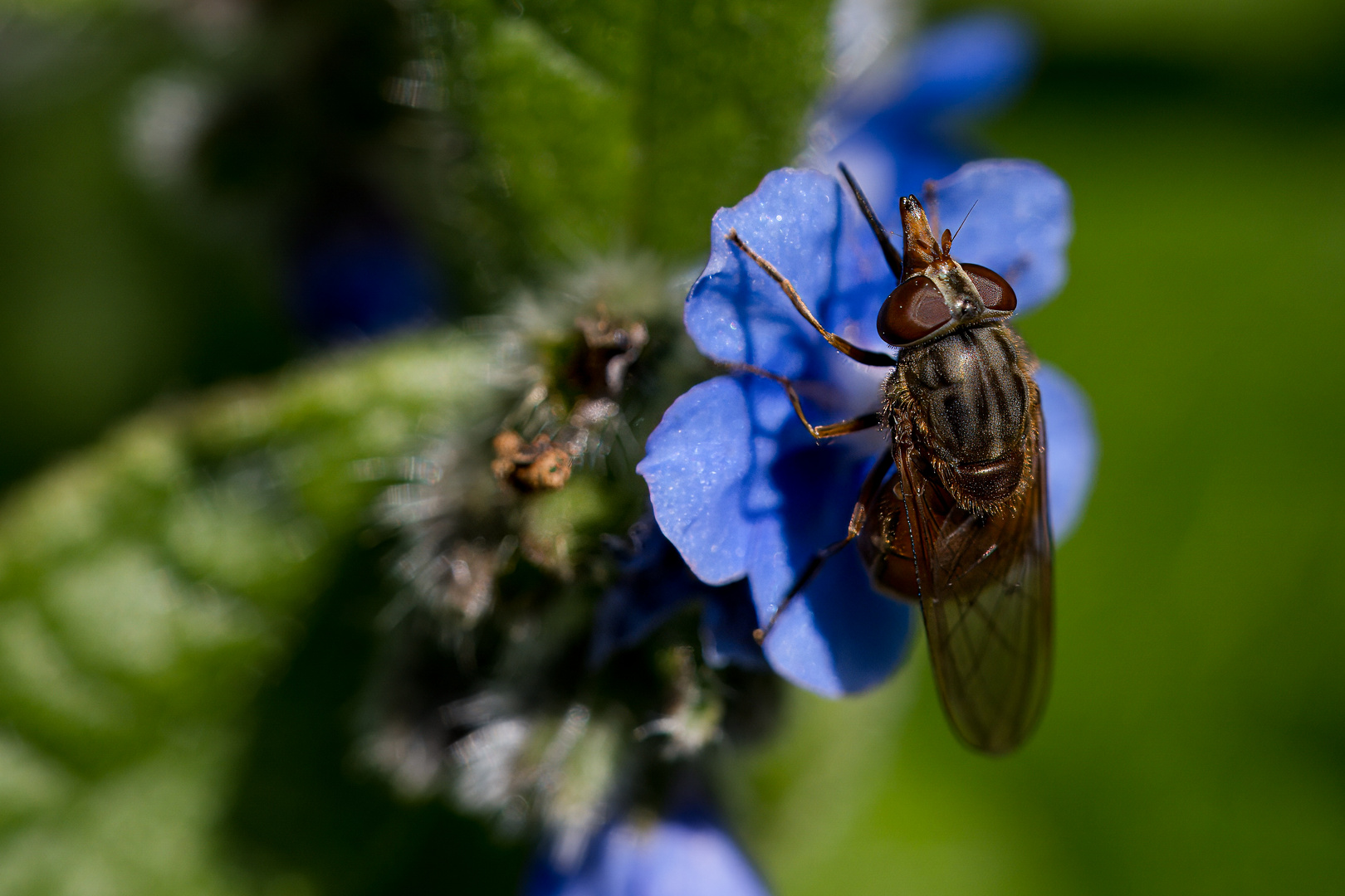 SCHNABELSCHWEBFLIEGE