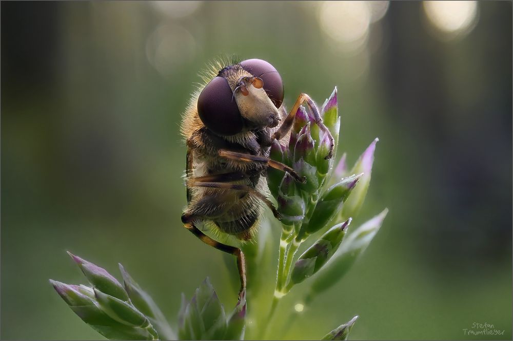 schnabelschwebfliege3