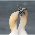 Schnabeltanz ? ; Helgoland006