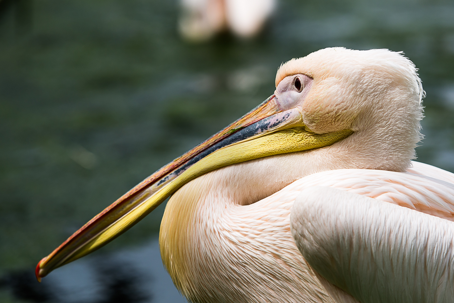 Schnabelvogel in Relaxstellung