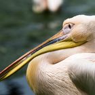 Schnabelvogel in Relaxstellung