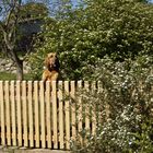 Schnack übern Gartenzaun