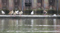 Schnacken und Relaxen am Kiel Canal