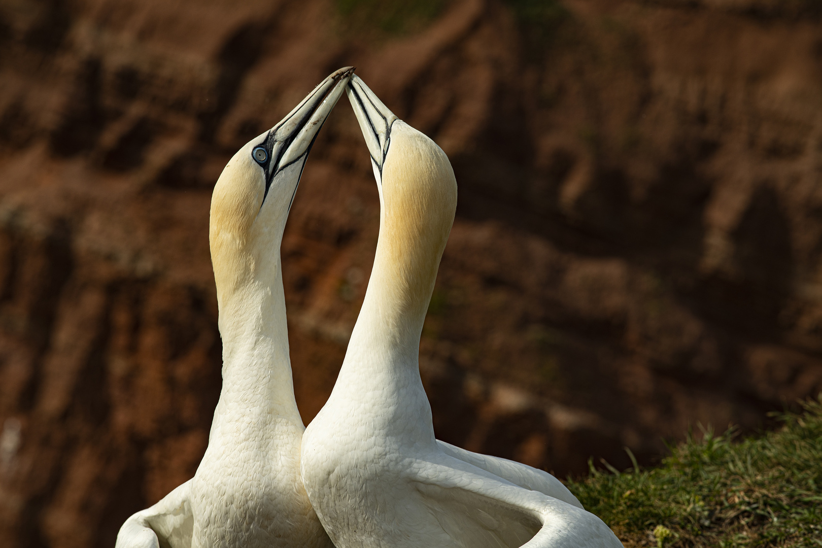 Schnäbeln Foto & Bild jahreszeiten, frühling, himmel Bilder auf