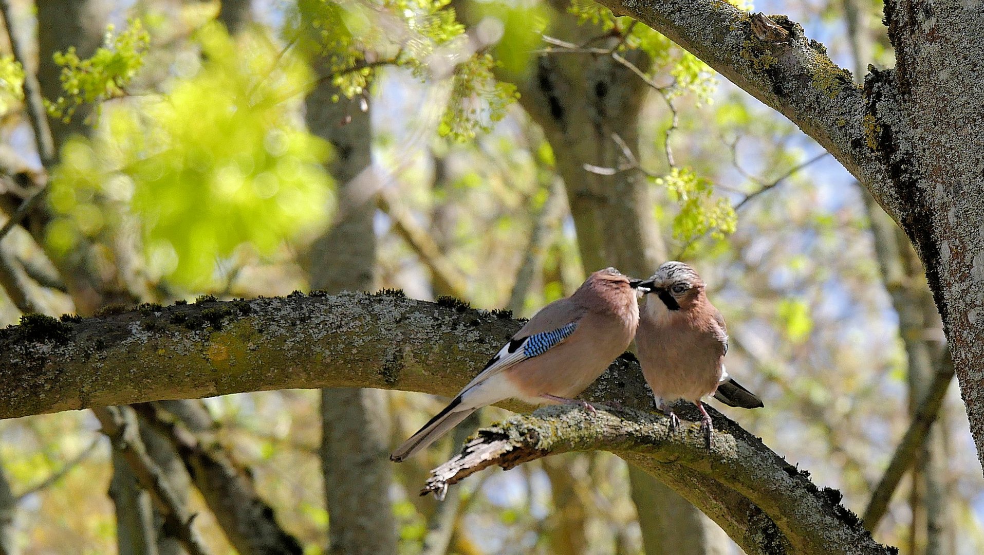 schnäbeln im Frühling 