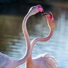 Schnäbelnde Flamingos