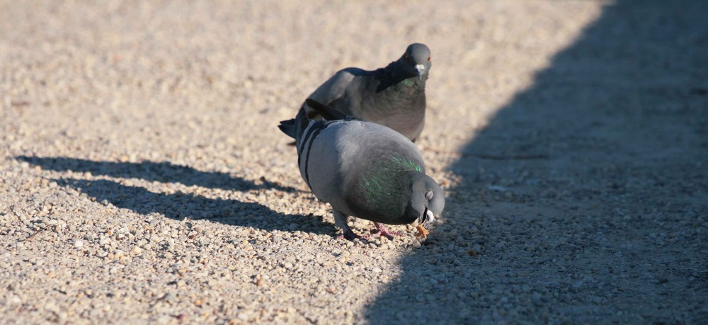 Schnäpchen