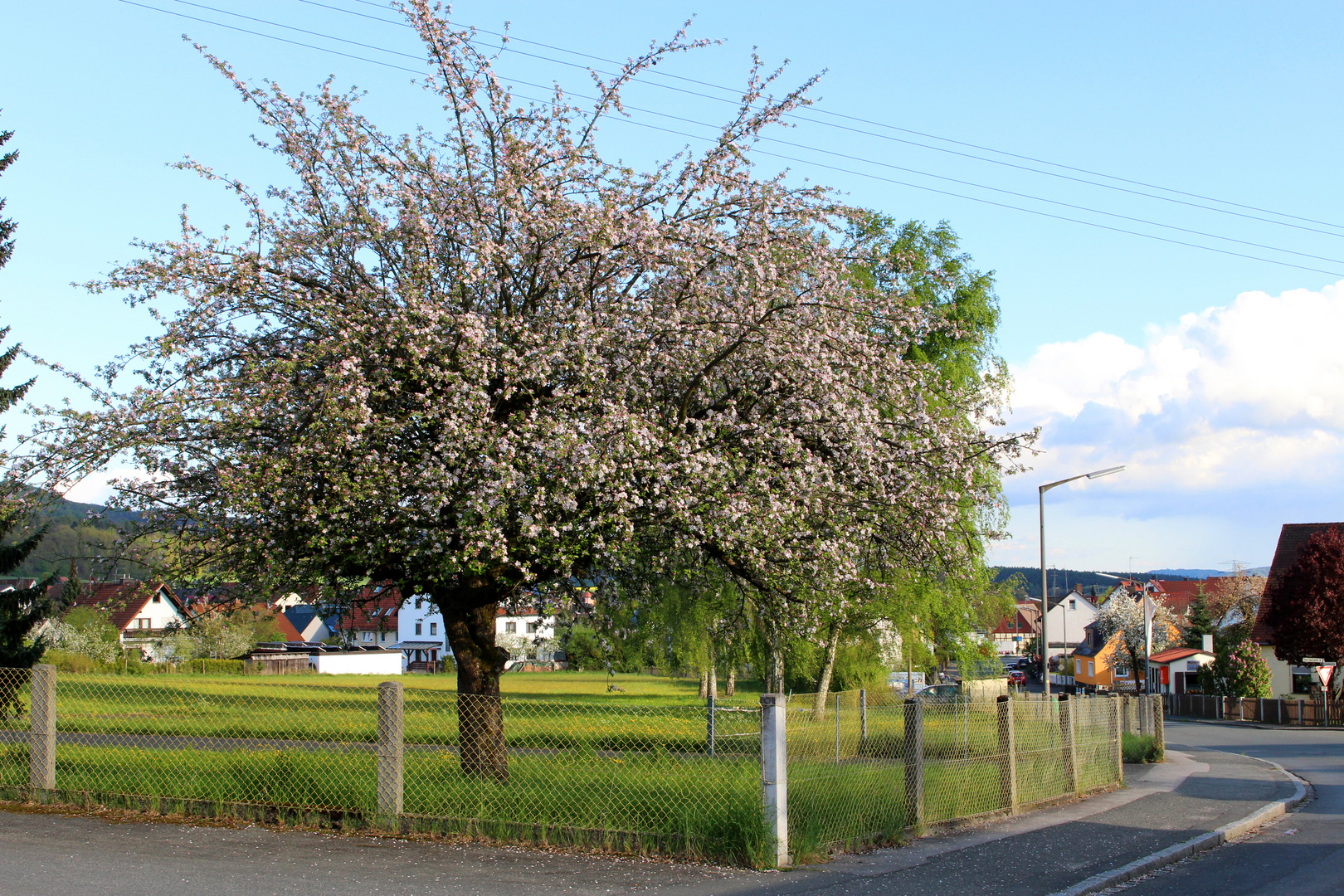 Schnaittach Apfelbaum Alter Kirchweihplatz Badstrasse