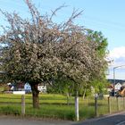 Schnaittach Apfelbaum Alter Kirchweihplatz Badstrasse