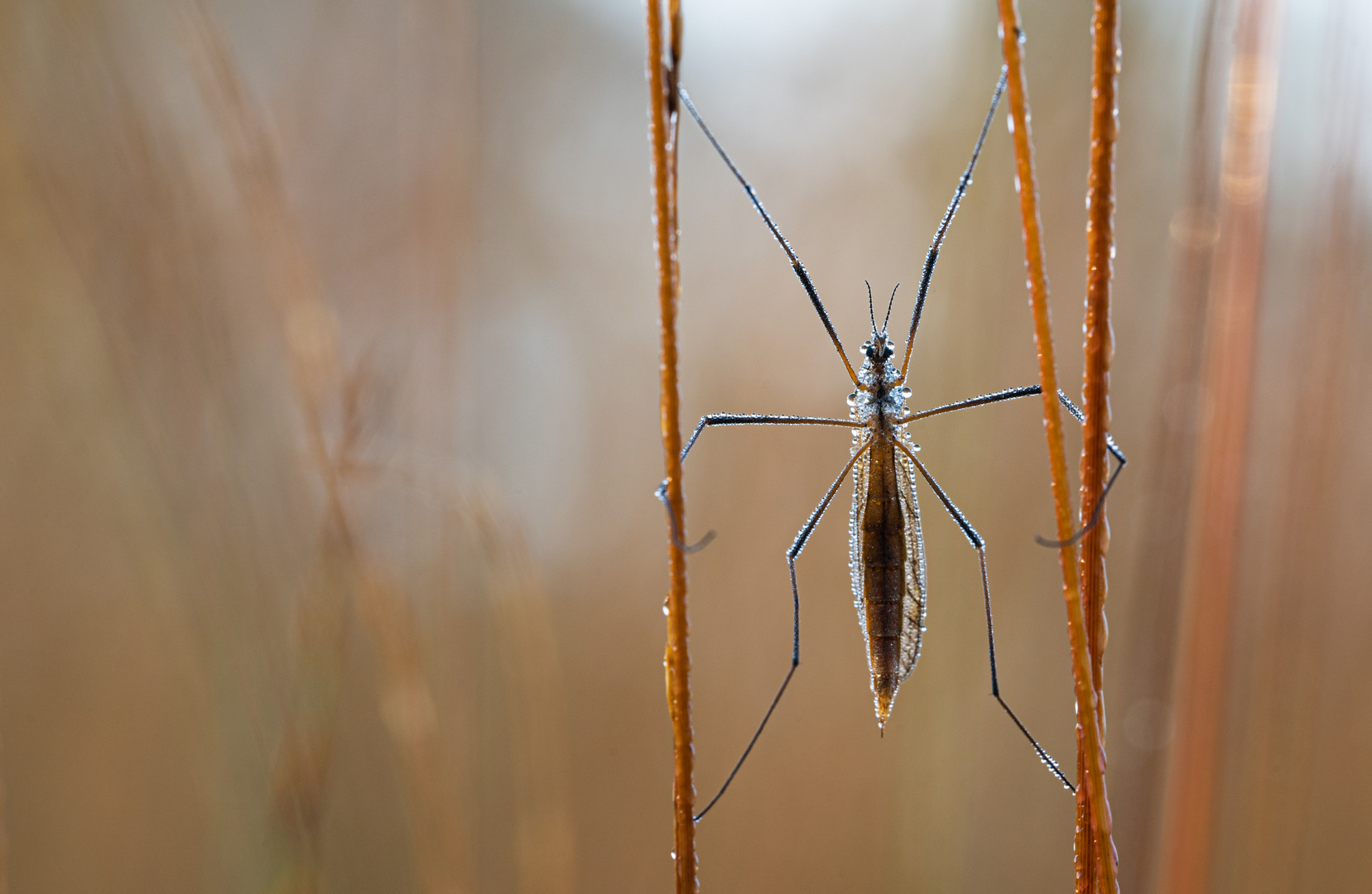 schnake___________________ Foto & Bild tiere, wildlife, insekten