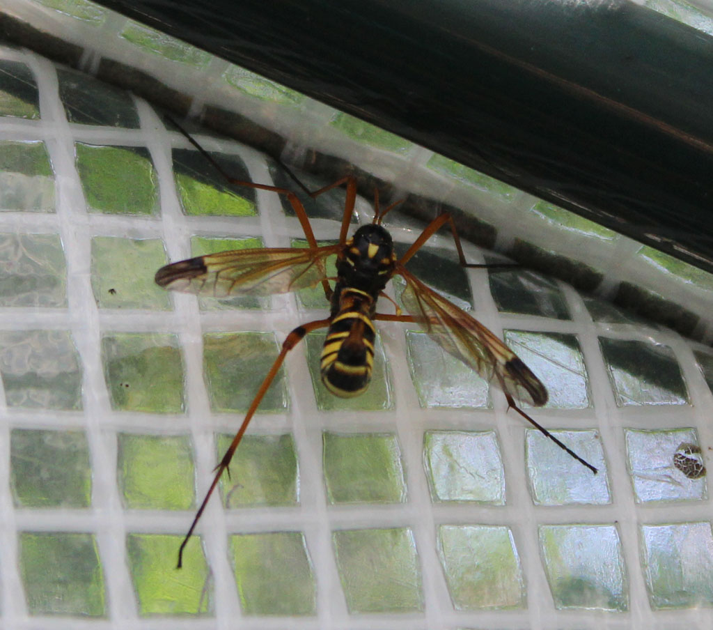 Schnake Foto & Bild insekten, natur, tiere Bilder auf