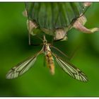 Schnake / crane fly