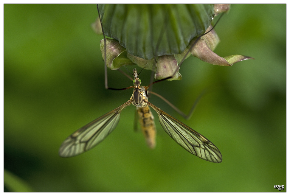 Schnake / crane fly