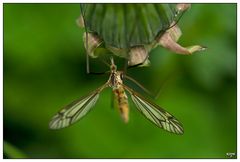 Schnake / crane fly