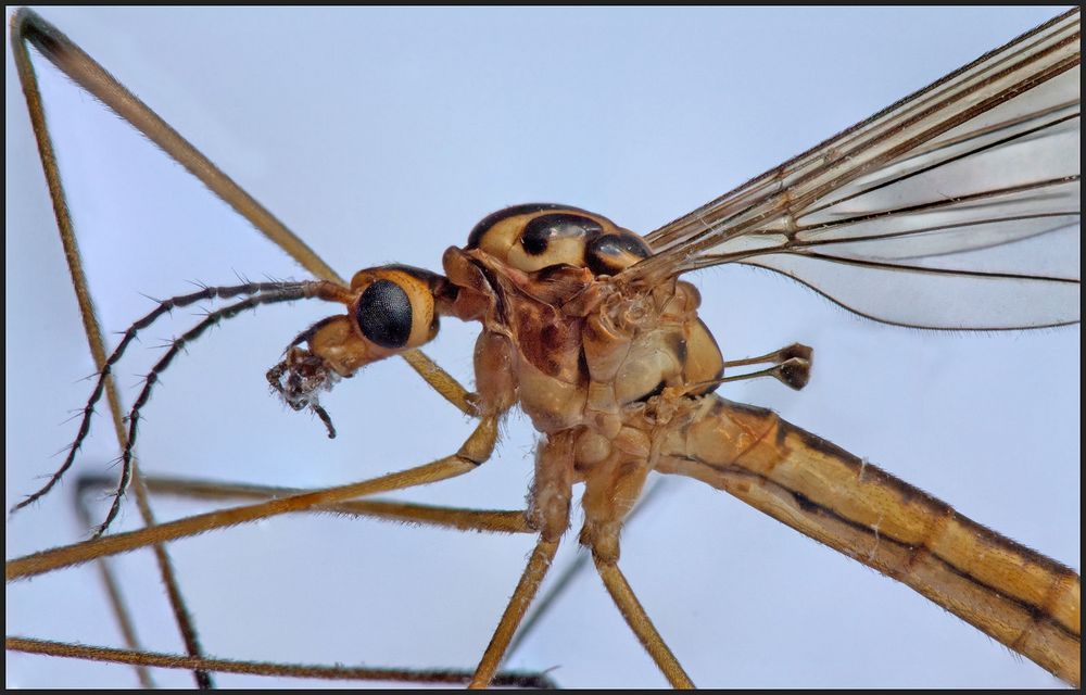 Schnake  (Ctenophora pectinicornis)