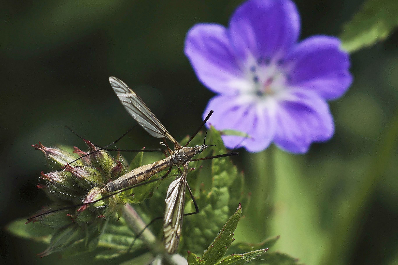 Schnake Foto & Bild natur, insekten, tiere Bilder auf