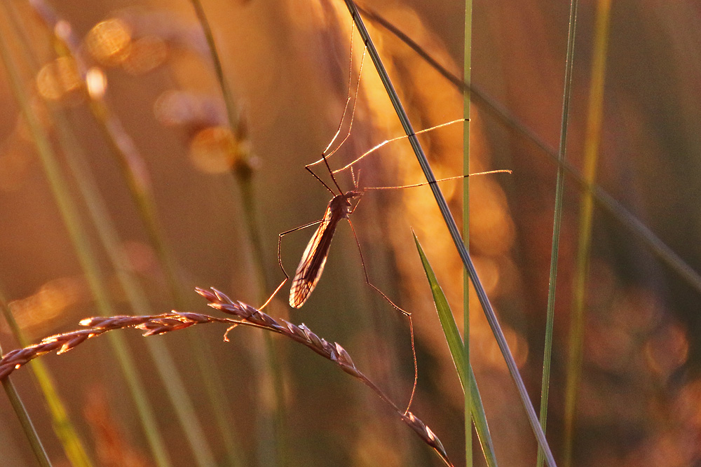 Schnake im abendlichen Gegenlicht