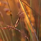 Schnake im abendlichen Gegenlicht