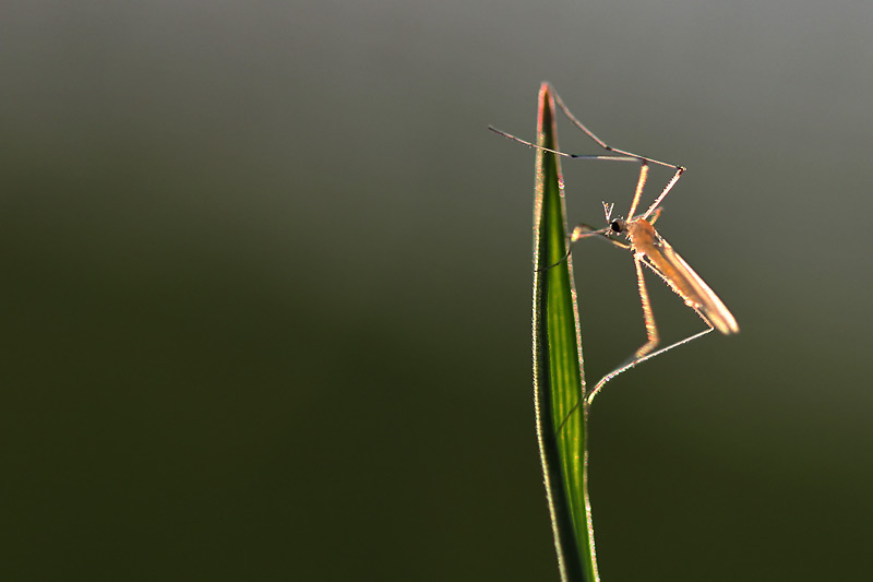 Schnake im Gegenlicht