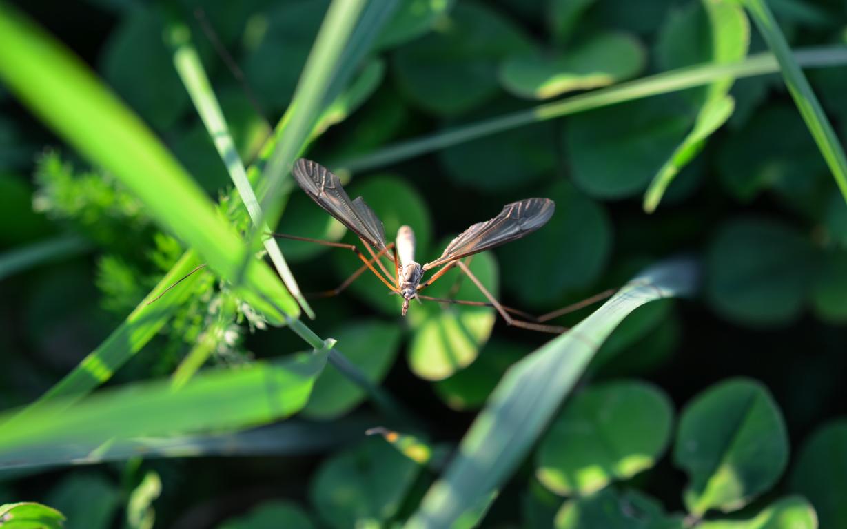 Schnake im Gras