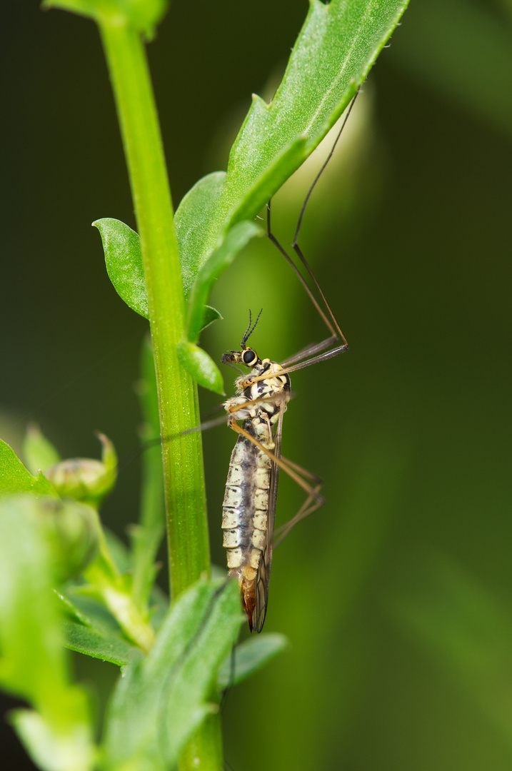 Schnake im Gras