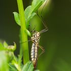 Schnake im Gras