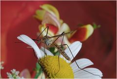 Schnake mit rotem Auge