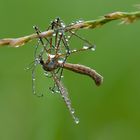 Schnake mit Wasserspeicher