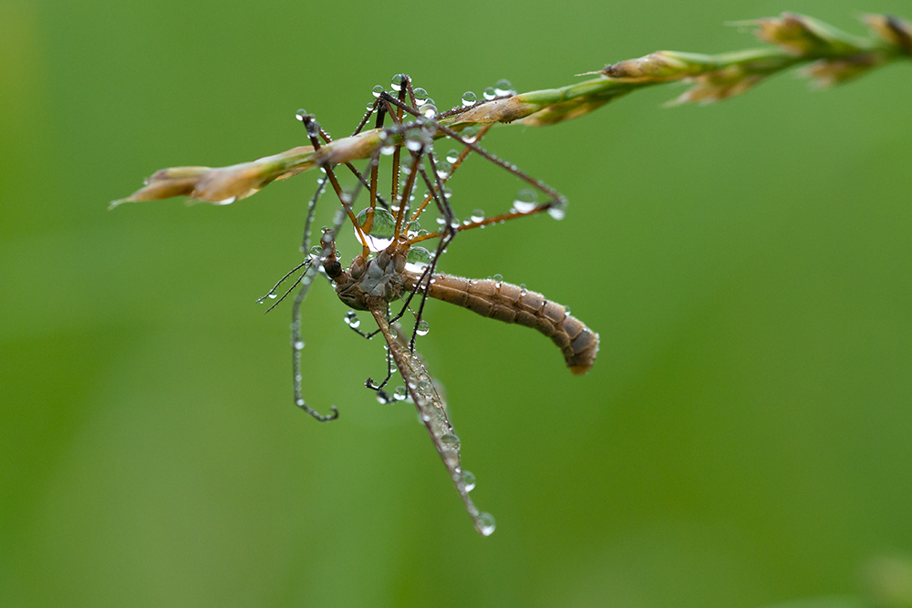 Schnake mit Wasserspeicher