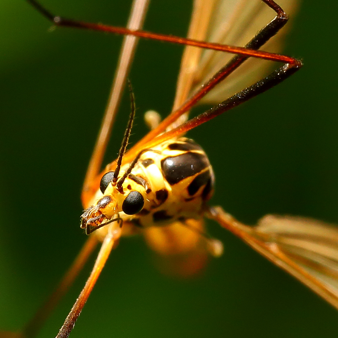 Schnake (Nephrotoma quadrifaria) (Detail) (II) Foto & Bild | tiere ...