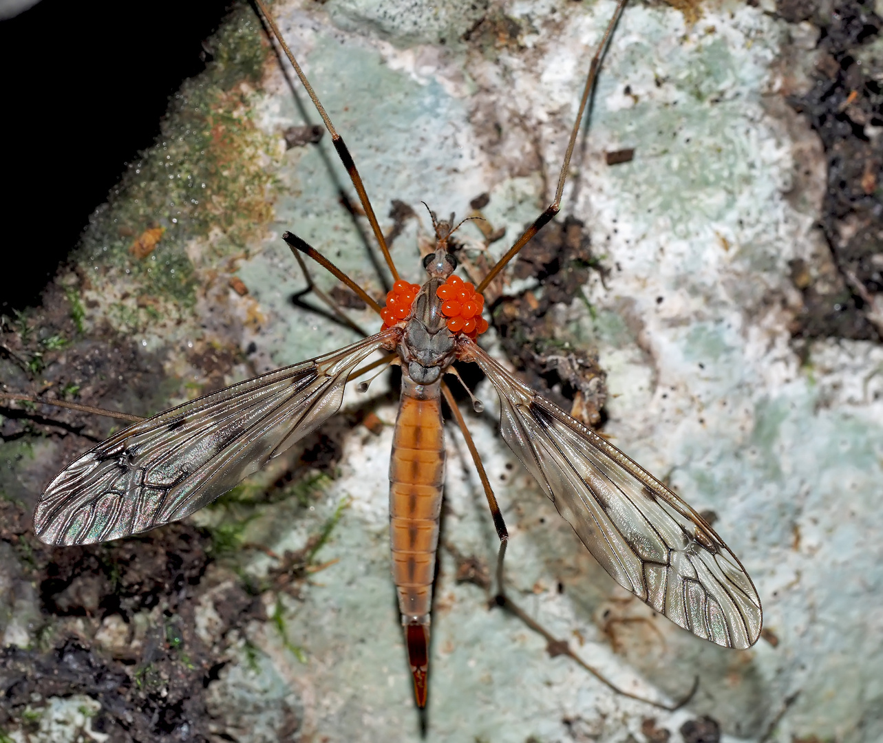 Schnake (Tipula scripta) mit Milbenbefall und ev. Pseudoskorpion  (vorne), Bild 1 *