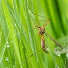 schnake (tipula sp.)....