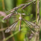 Schnake (Tipula sp.)