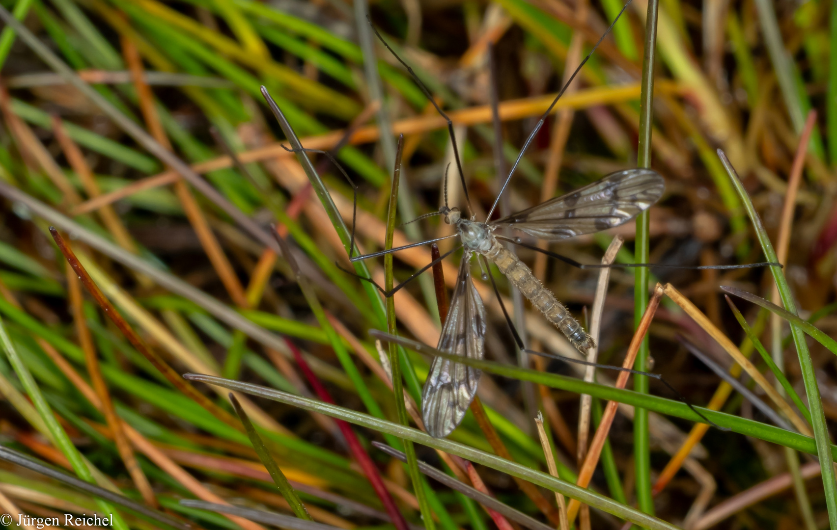 Schnake (Tipulidae)