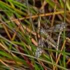 Schnake (Tipulidae)