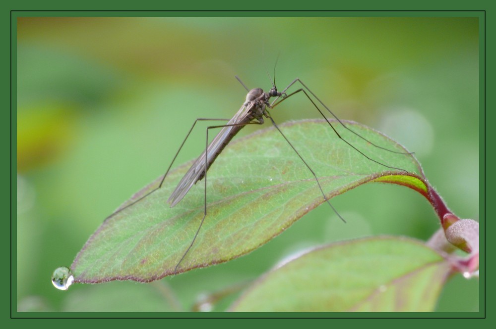 Schnake und Wassertropfen