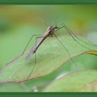 Schnake und Wassertropfen