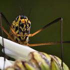 Schnake warum hast du denn so große Augen ?