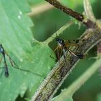 Schnake_Dictenidia bimaculata