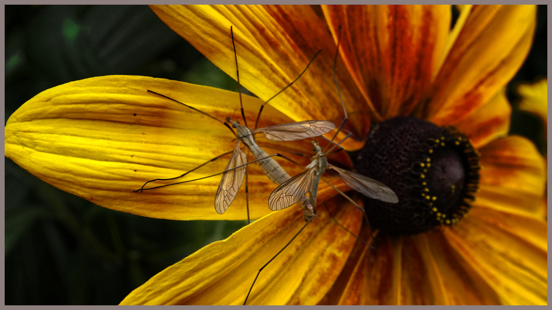 Schnaken Foto & Bild natur, insekten, tiere Bilder auf