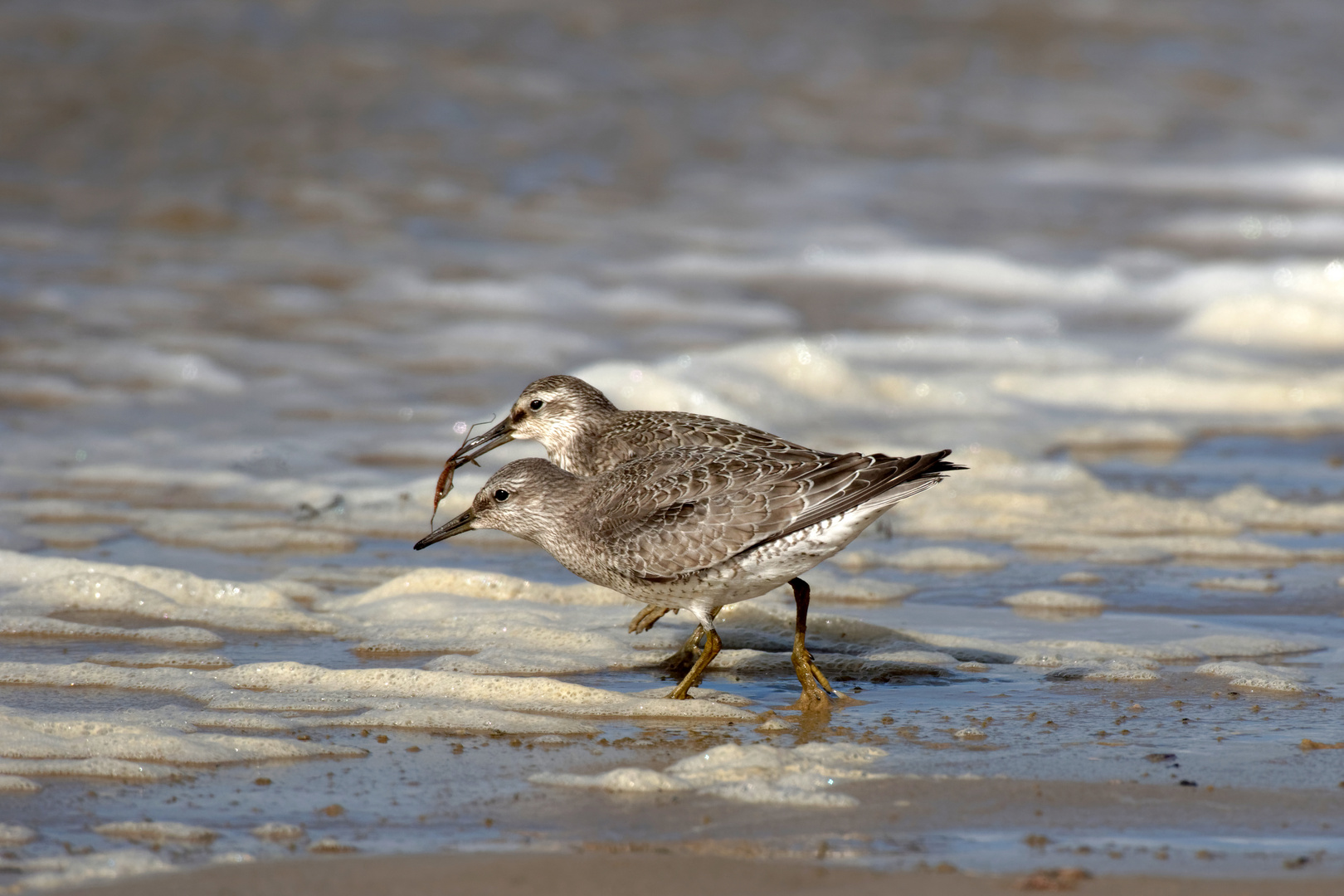 Schnaken am Strand... Futter für die Knutts (Calidris canutus)