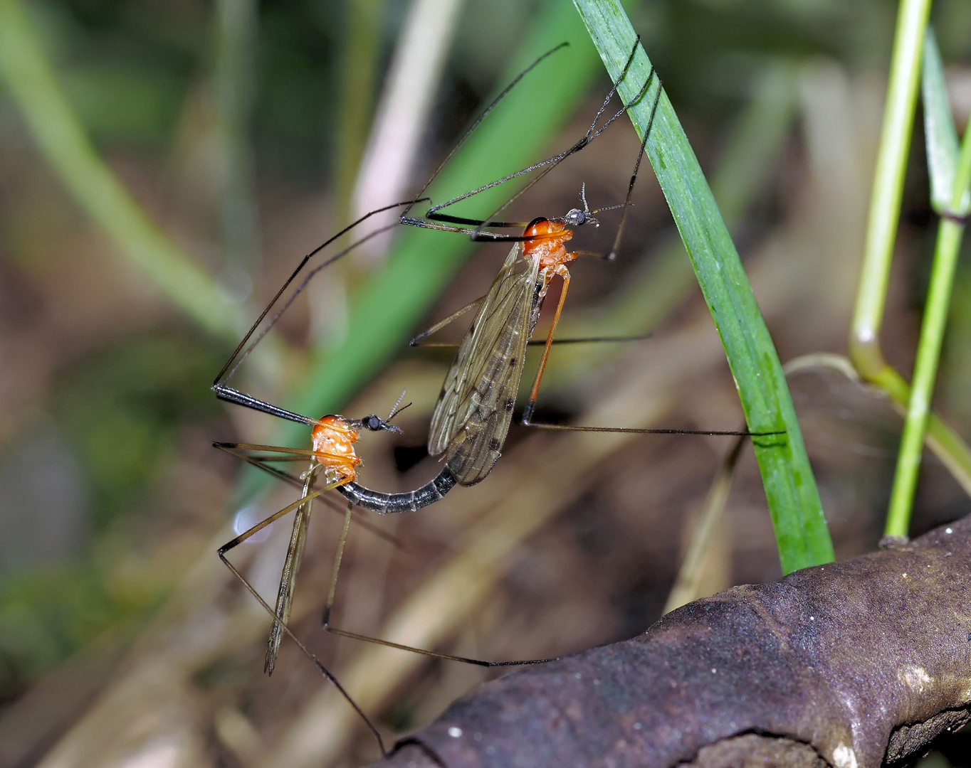 Schnaken (hier Limonia nigropunctata)  stechen nicht! - Les Tipules ne sont pas capables de piquer!