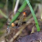 Schnaken (hier Limonia nigropunctata)  stechen nicht! - Les Tipules ne sont pas capables de piquer!