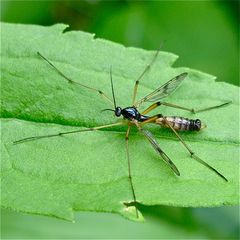 Schnakenmännchen der Art Ptychoptera contaminata, Hilden, 20.7.2011